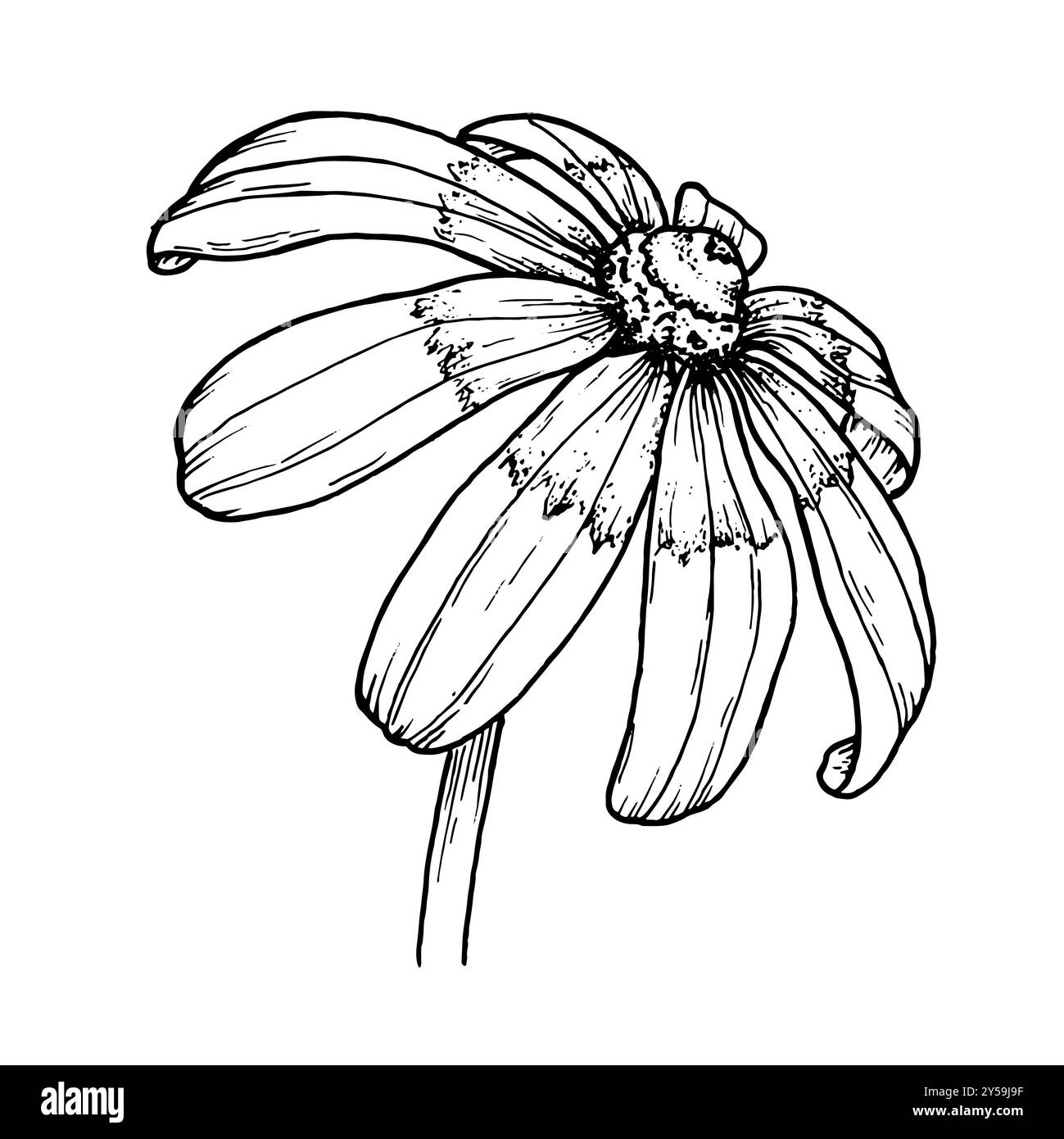 Blumen-Grafik-Illustration handgezeichnet, um Muster, Logo, Poster, Druck auf Becher, Verpackung, Einladungen, Karte, T-Shirt, Tattoo, Taschen. Rudbeckia Stockfoto