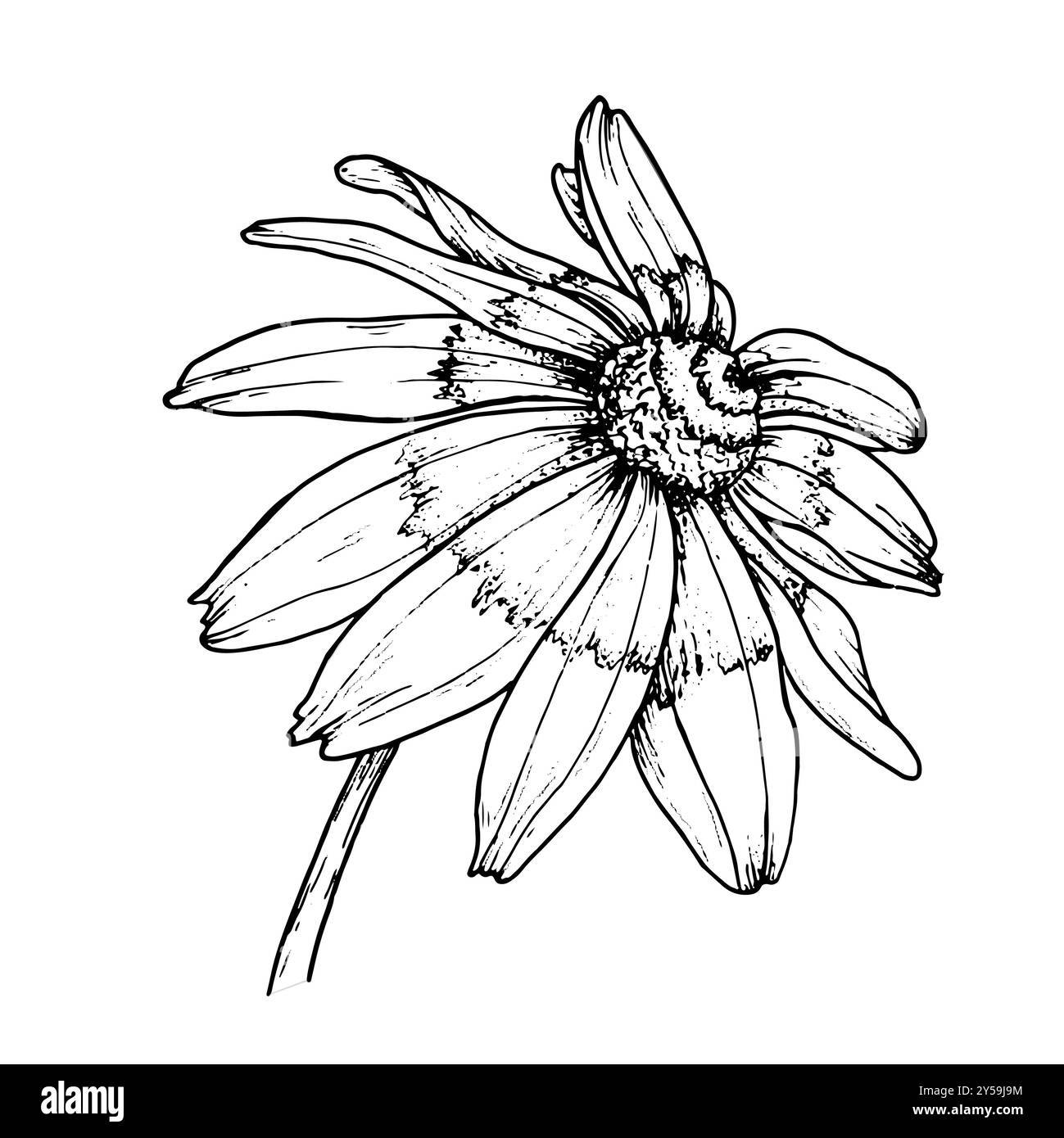 Blumen-Grafik-Illustration handgezeichnet, um Muster, Logo, Poster, Druck auf Becher, Verpackung, Einladungen, Karte, T-Shirt, Tattoo, Taschen. Rudbeckia Stockfoto