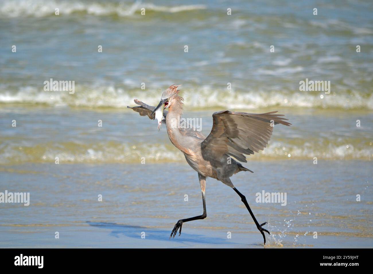 Eine geschützte Art, rötlicher Egret, der mit einem Fisch im Schnabel wegläuft, am Rand des Ozeans, am Ponce Inlet, Beach, Florida Stockfoto