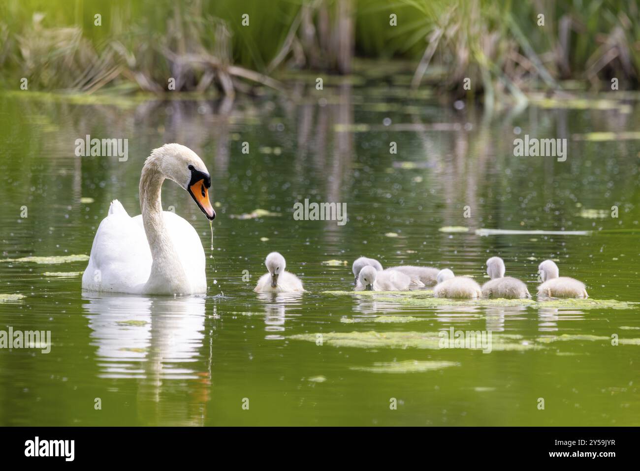 Nachkommen der Swan Swan Swan Familie Stockfoto