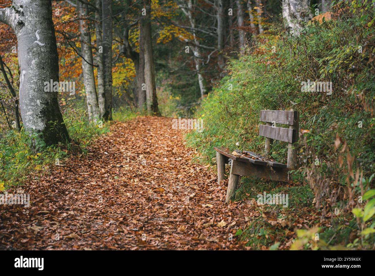 Herbstszene mit einer Gasse durch einen Wald, bedeckt mit gefallenen bunten Blättern und einer verwitterten Holzbank, in Füssen, Bayern, Deutschland, Europ Stockfoto