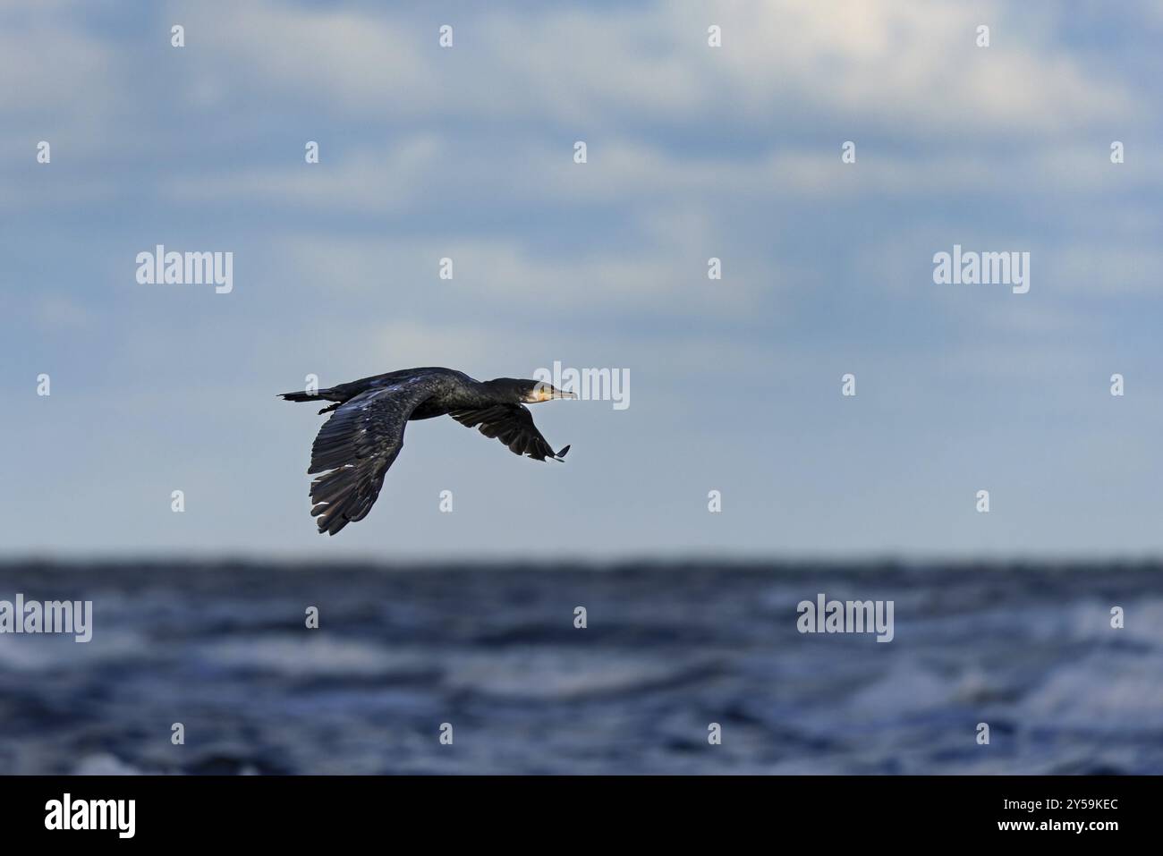 Kormoran (Phalacrocorax carbo) im Flug am Strand von Juist, Ostfriesische Inseln, Deutschland, Europa Stockfoto