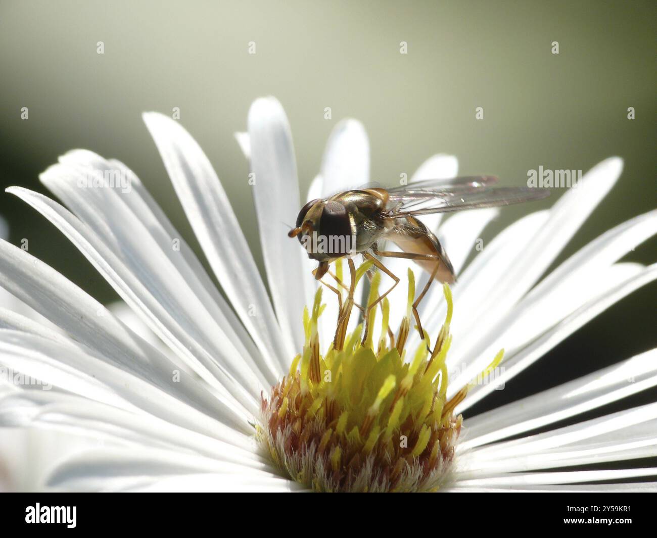 Aster hoverfly Stockfoto