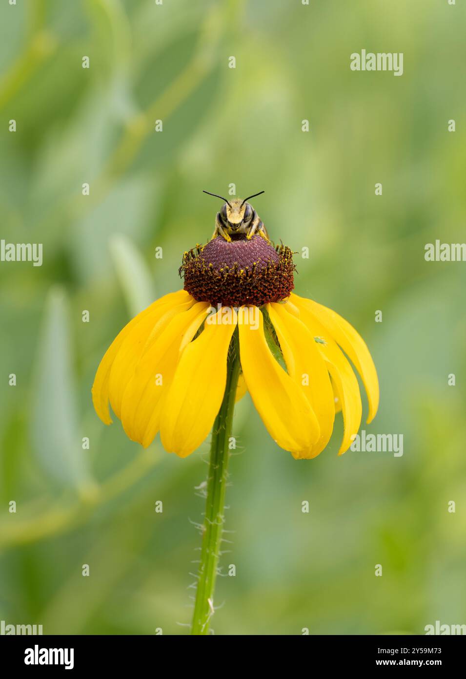 Honigbiene sammelt Pollen von einem texanischen Coneflower. Fotografiert in der Dr. Anderson Prairie in Houston, Texas, mit geringer Tiefenschärfe. Stockfoto