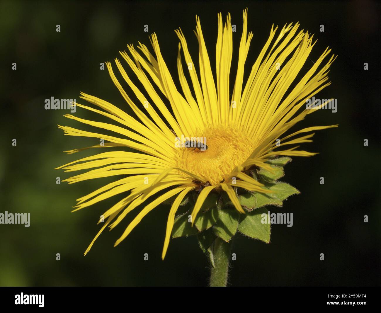 Inula wona „Sonnenstrahl“ Stockfoto