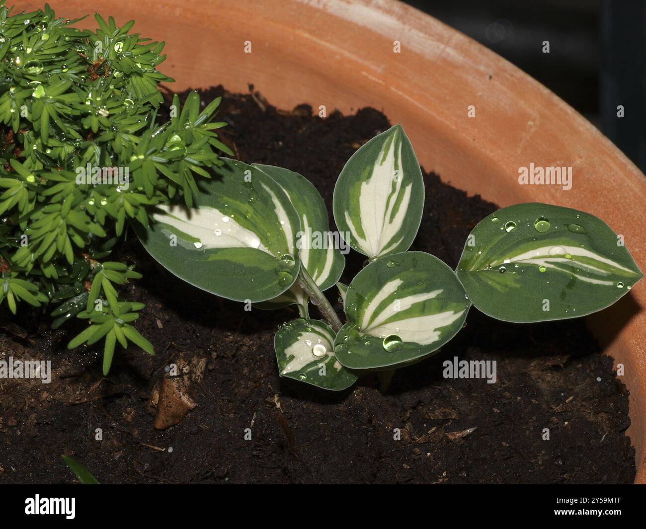 Hosta Pandoras Box Tsuga Abbotts Pygmy Stockfoto