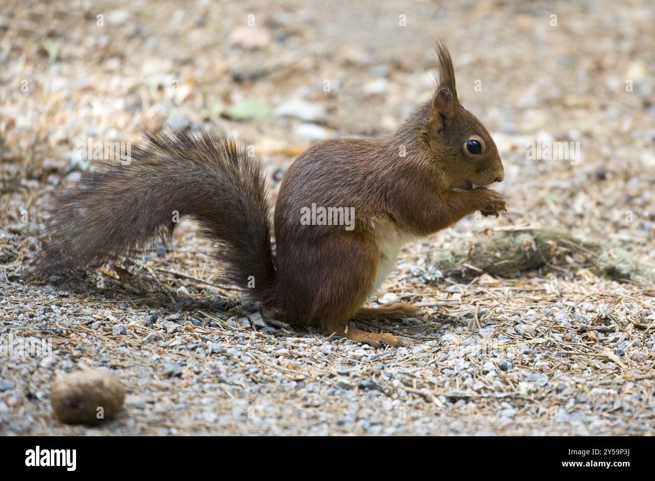 Ein Eichhörnchen sitzt auf dem Waldboden und isst Stockfoto