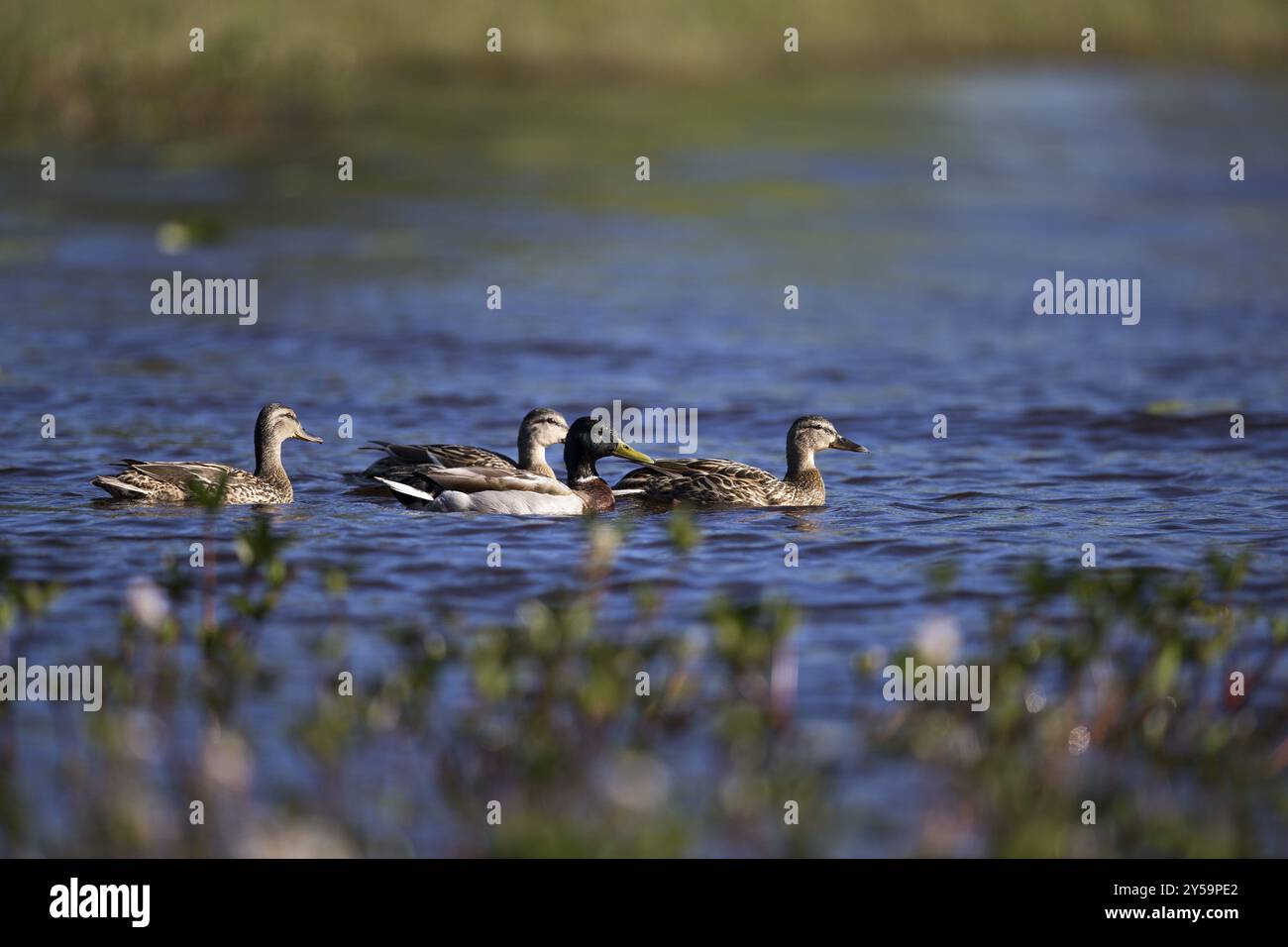 Ein Männchen und drei Weibchen schwimmen auf einem See im Hamra-Nationalpark Stockfoto