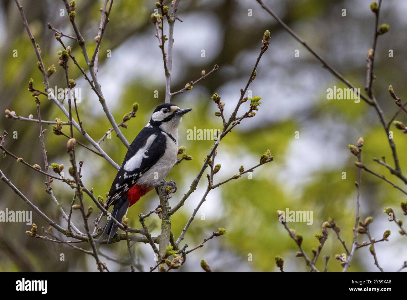 Vögel zu füttern Stockfoto