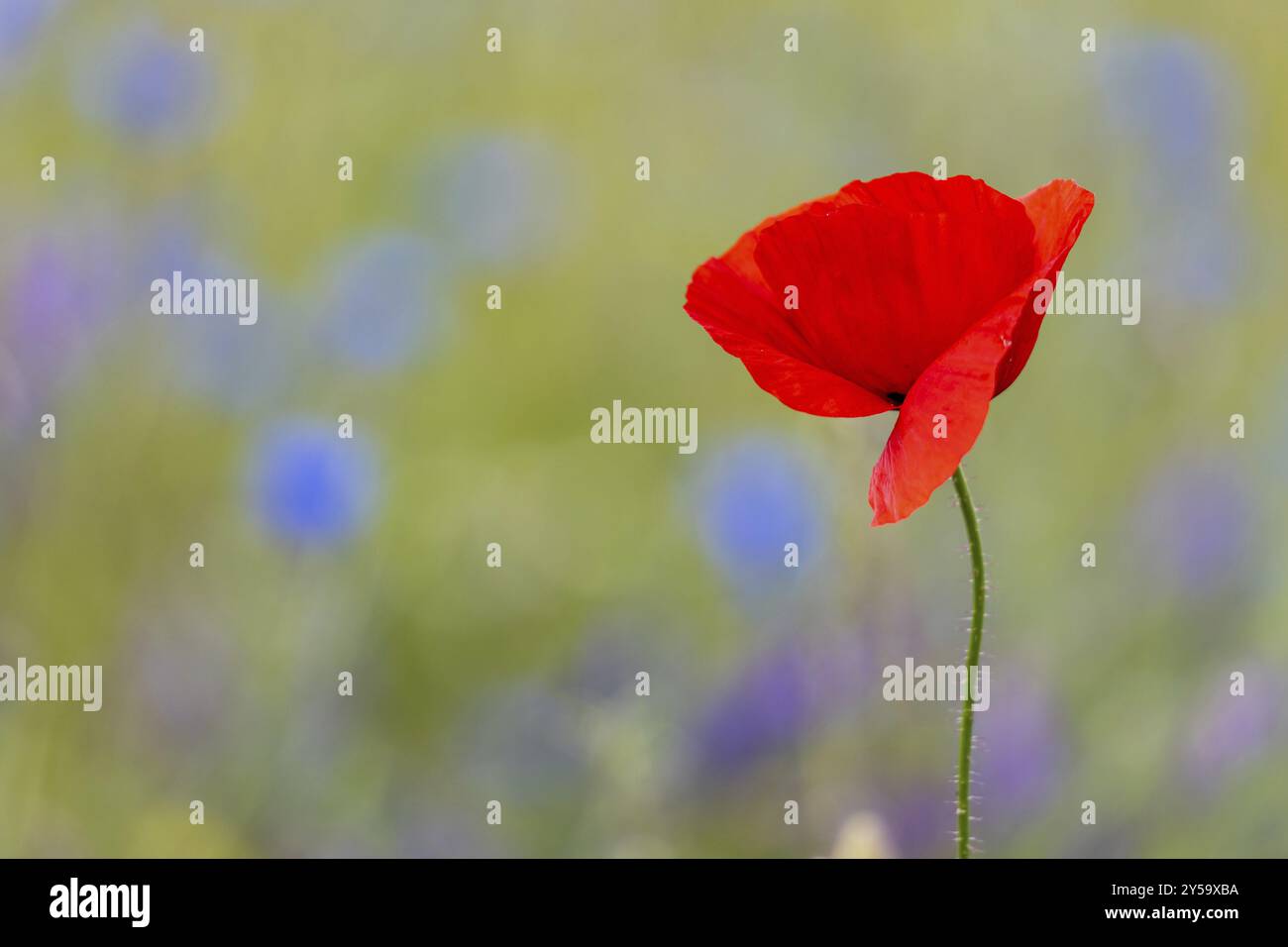 Blühende Wiesen und Felder mit Mohn und Kornblumen Stockfoto