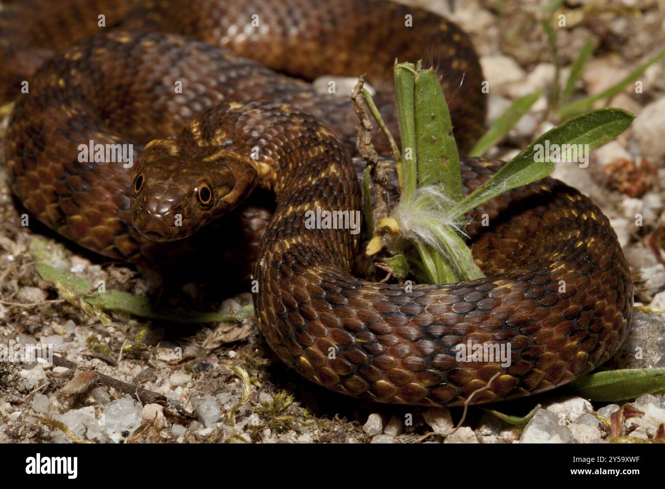 Eine gestörte Viperinschlange nimmt eine bedrohliche Position ein Stockfoto