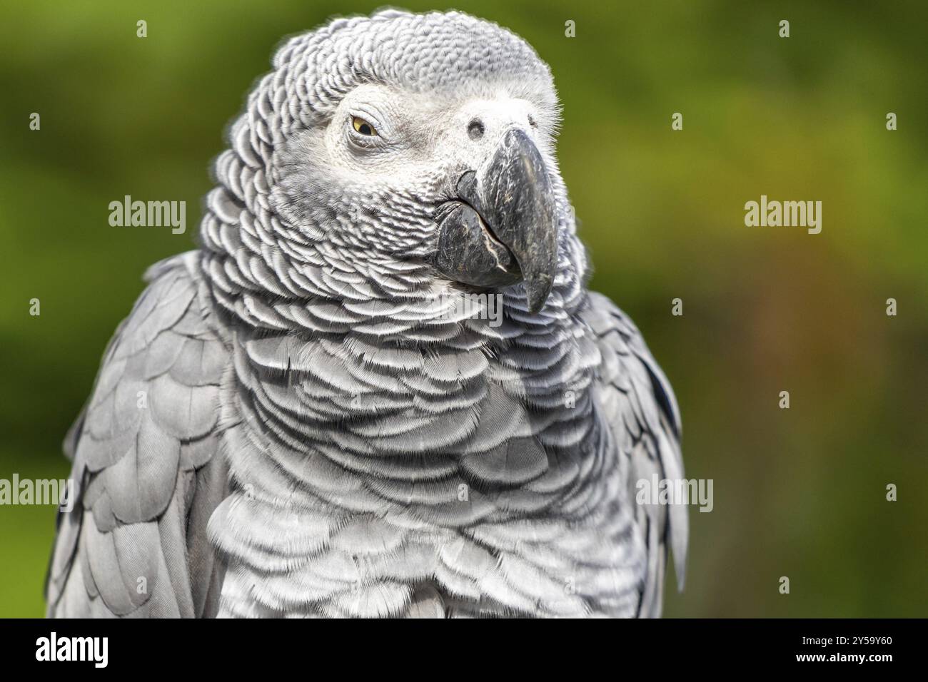 Greifvogel-Naheule Stockfoto