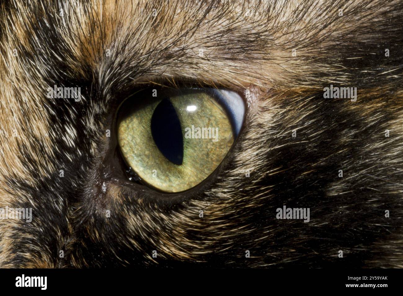 Grünes Auge einer Schildpattkatze Stockfoto