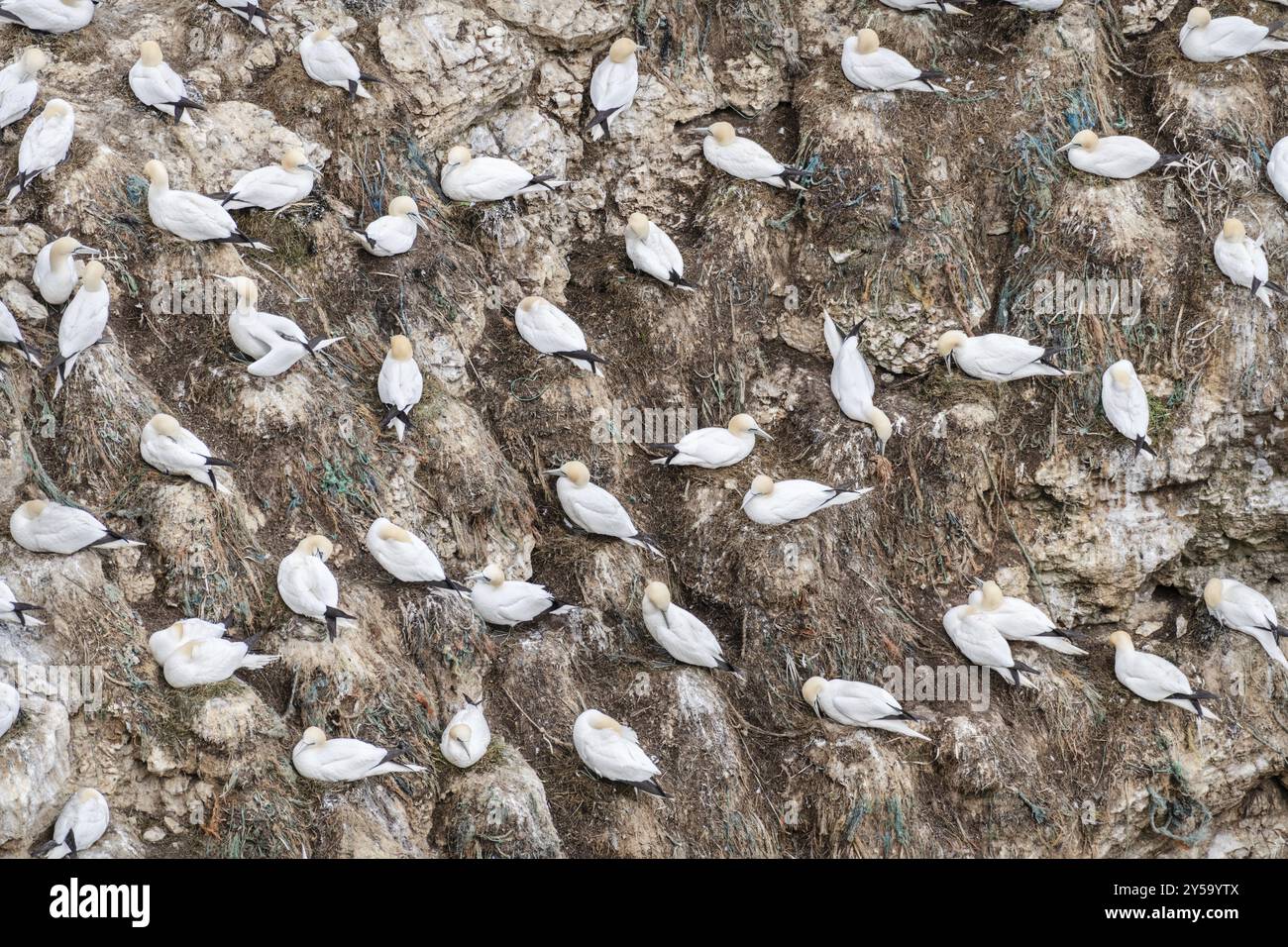 Tölpel nisten in Bempton Cliffs, Yorkshire, England, Großbritannien, Europa Stockfoto