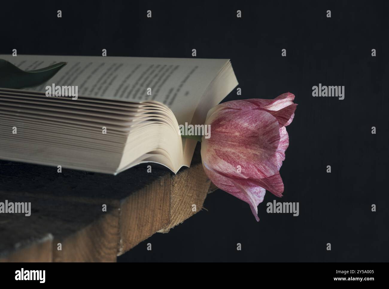 Offenes Buch mit einer schönen rosa Tulpe als Lesezeichen, auf einem rustikalen Holztisch, in schwarzem Hintergrund und bei schwachem Licht Stockfoto