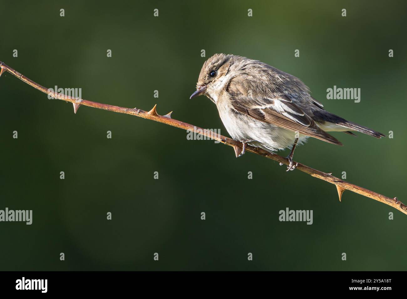 Kleiner grauer Vogel auf einem Rosenstrauchzweig mit Dornen Stockfoto