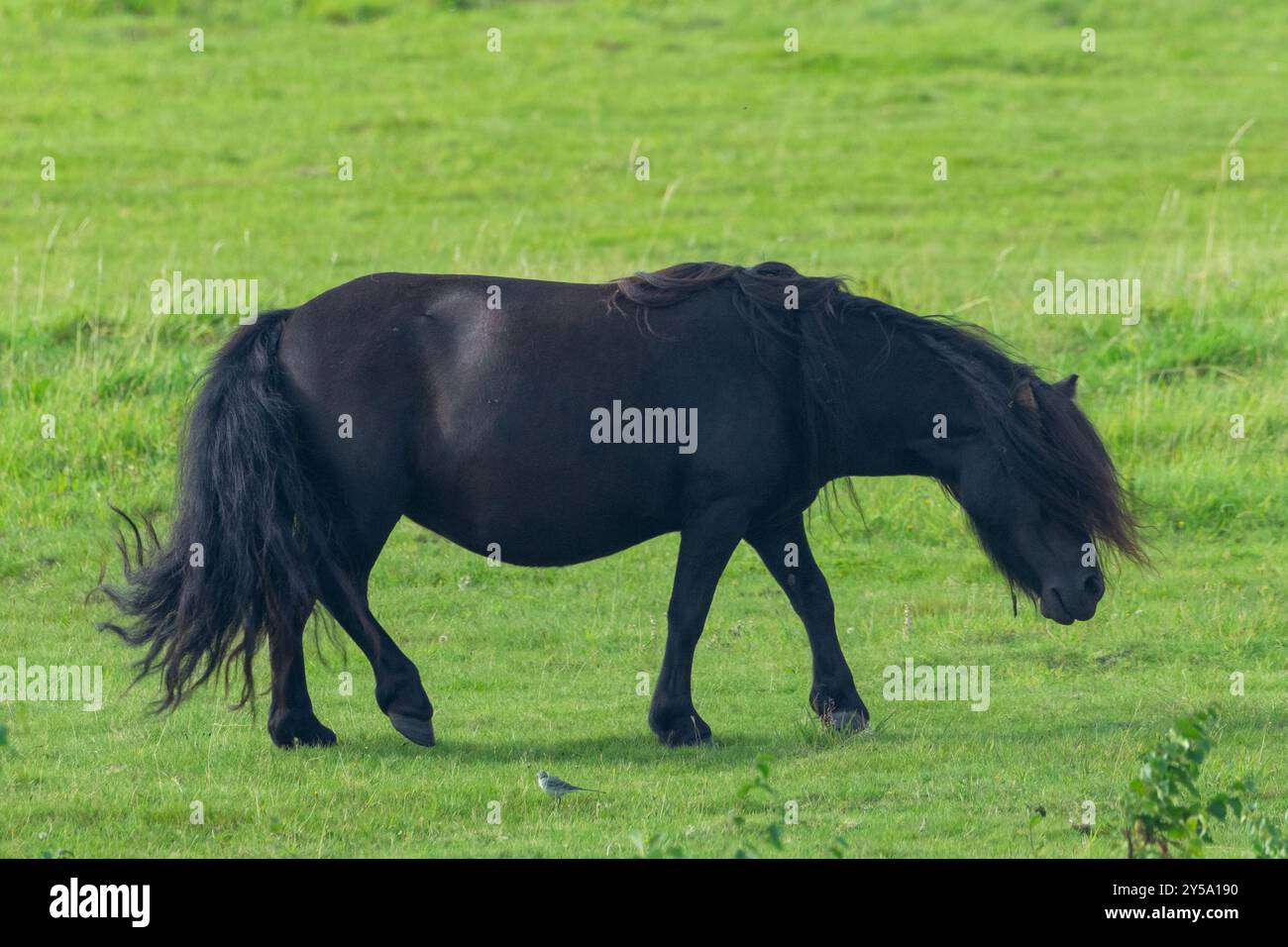 Braunes shetland-Pony, das auf grüner Wiese steht Stockfoto