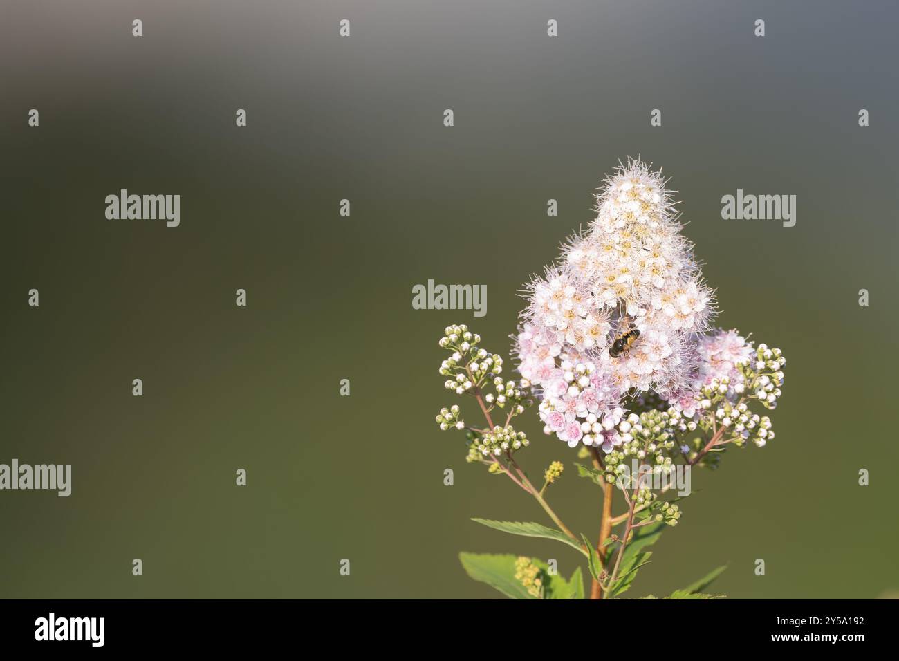 Wilde Blume mit Biene und Kopierraum Stockfoto