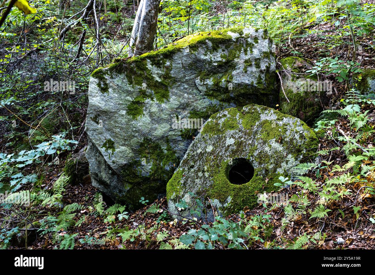 Alte Mühlensteine bewachsen mit Moos im Wald Stockfoto