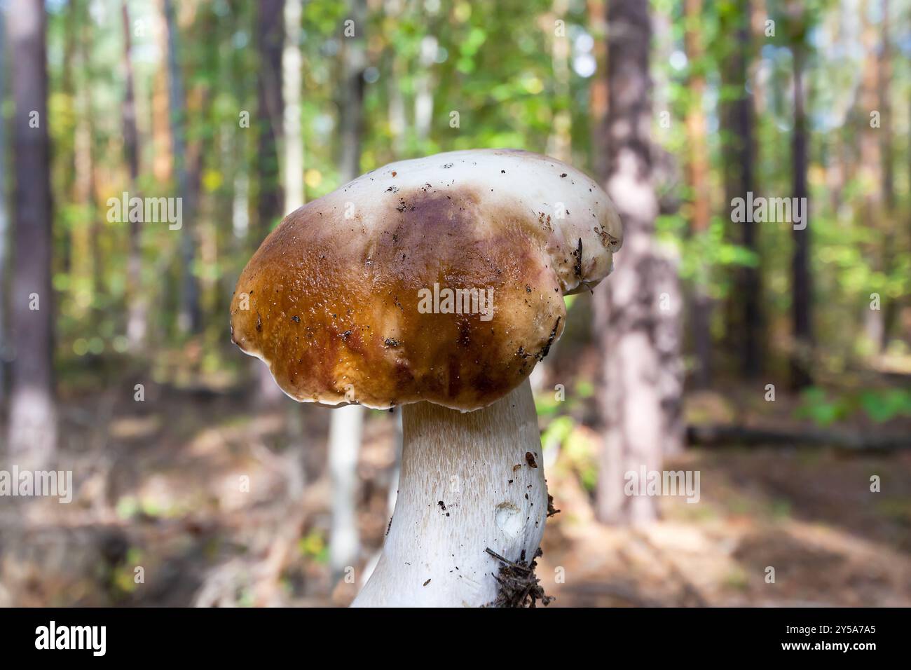 Ein weißer Pilz auf einem unscharfen natürlichen Hintergrund im Wald. Selektiver Fokus Stockfoto