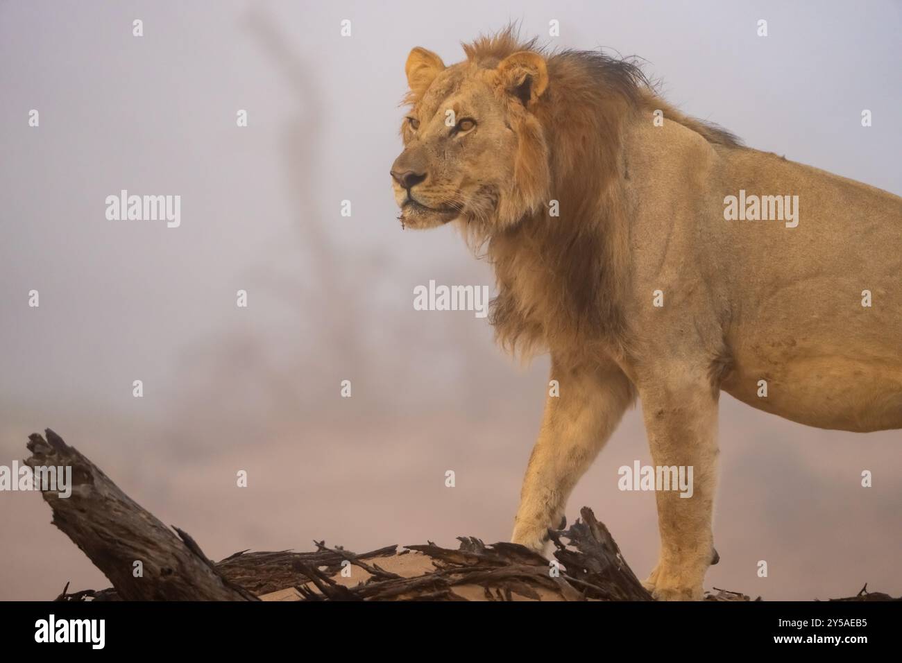 Wüstenadaptierter Löwe (Panthera leo) in Namibia, Afrika Stockfoto