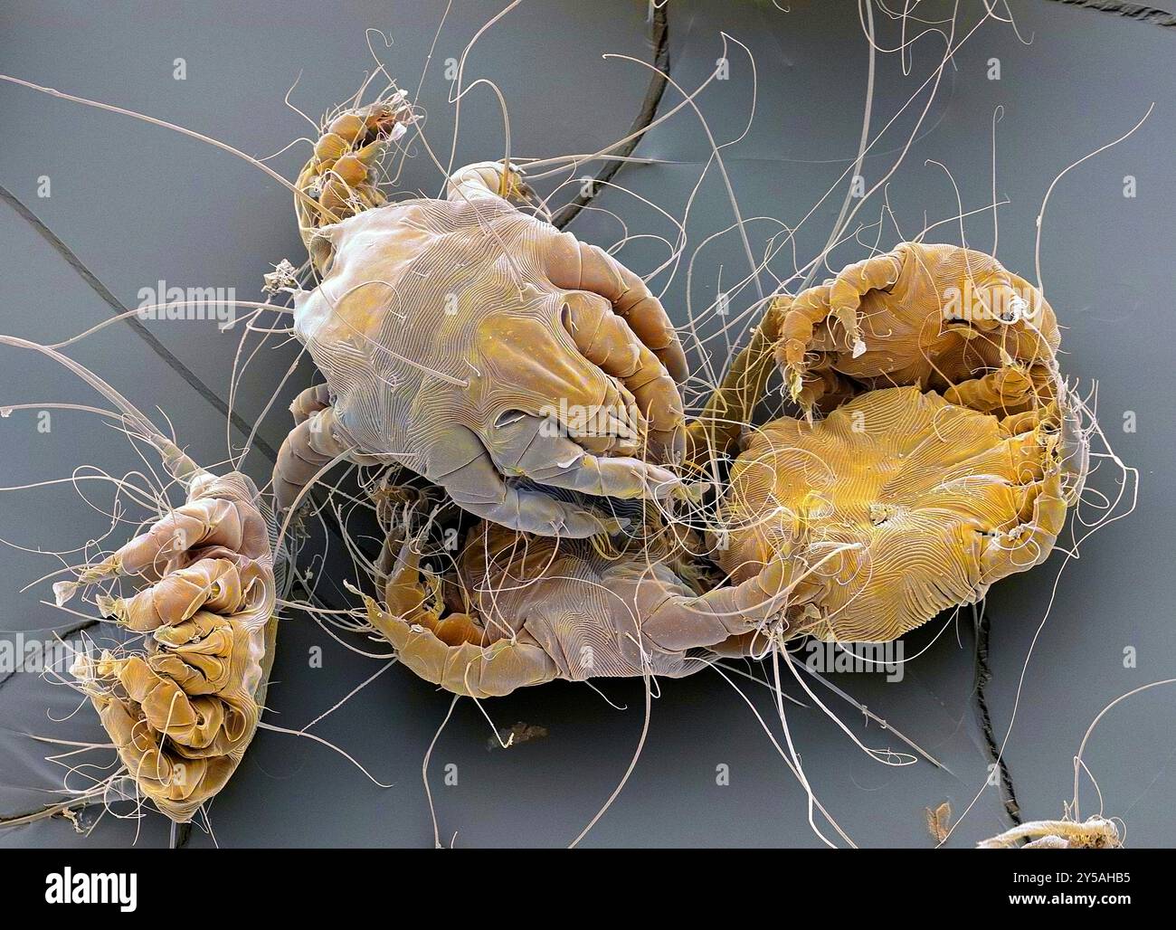 Staubmilben. Farbige Rasterelektronenmikrographie (REM) von Hausstaubmilben (Dermatophagoides pteronyssinus). Millionen von Hausstaubmilben leben im Haus und ernähren sich von Hautzellen. Sie leben hauptsächlich in Möbeln und sind in der Regel harmlos. Ihre Exkremente und toten Körper können jedoch bei empfindlichen Personen allergische Reaktionen auslösen. Der Lebenszyklus der Hausstaubmilben vom Ei bis zum Erwachsenen dauert etwa einen Monat, reife weibliche Milben können ab 1-2 Eier pro Tag legen. Erwachsene Milben können bis zu zwei Monate leben. Vergrößerung: x60 bei Druck in 10 Zentimetern Breite. Stockfoto