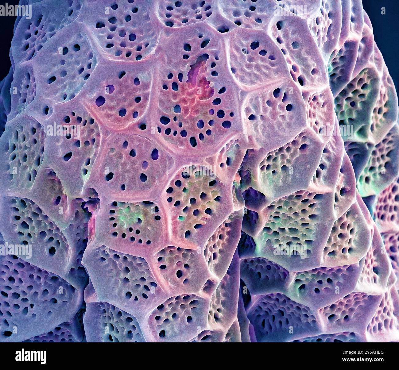 Basilikum-Pollen-Körnung. Farbige Rasterelektronenmikrographie (REM). Vergrößerung: X3000 bei 10 cm Breite. Stockfoto