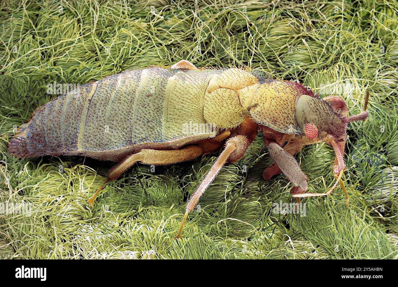 Bettwanzen. Farbige Rasterelektronenmikrographie (REM) einer Bettwanze (Cimex sp.) Die Körper von erwachsenen Wanzen sind flach, oval und flügellos, mit mikroskopisch kleinen Haaren, die ihnen ein gestreiftes Aussehen verleihen. Sie ernähren sich vom Blut von warmblütigen Tieren, einschließlich Menschen. Bettwanzen sind in der Regel nur nachts aktiv, sie verstecken sich in Spalten in Wänden und Möbeln und tagsüber in Bettzeug. Obwohl sie keine Krankheit übertragen, kann ihr Speichel juckende Schwellungen auf der Haut verursachen. Vergrößerung: 15 x bei Druck von 10 Zentimetern Breite. Stockfoto