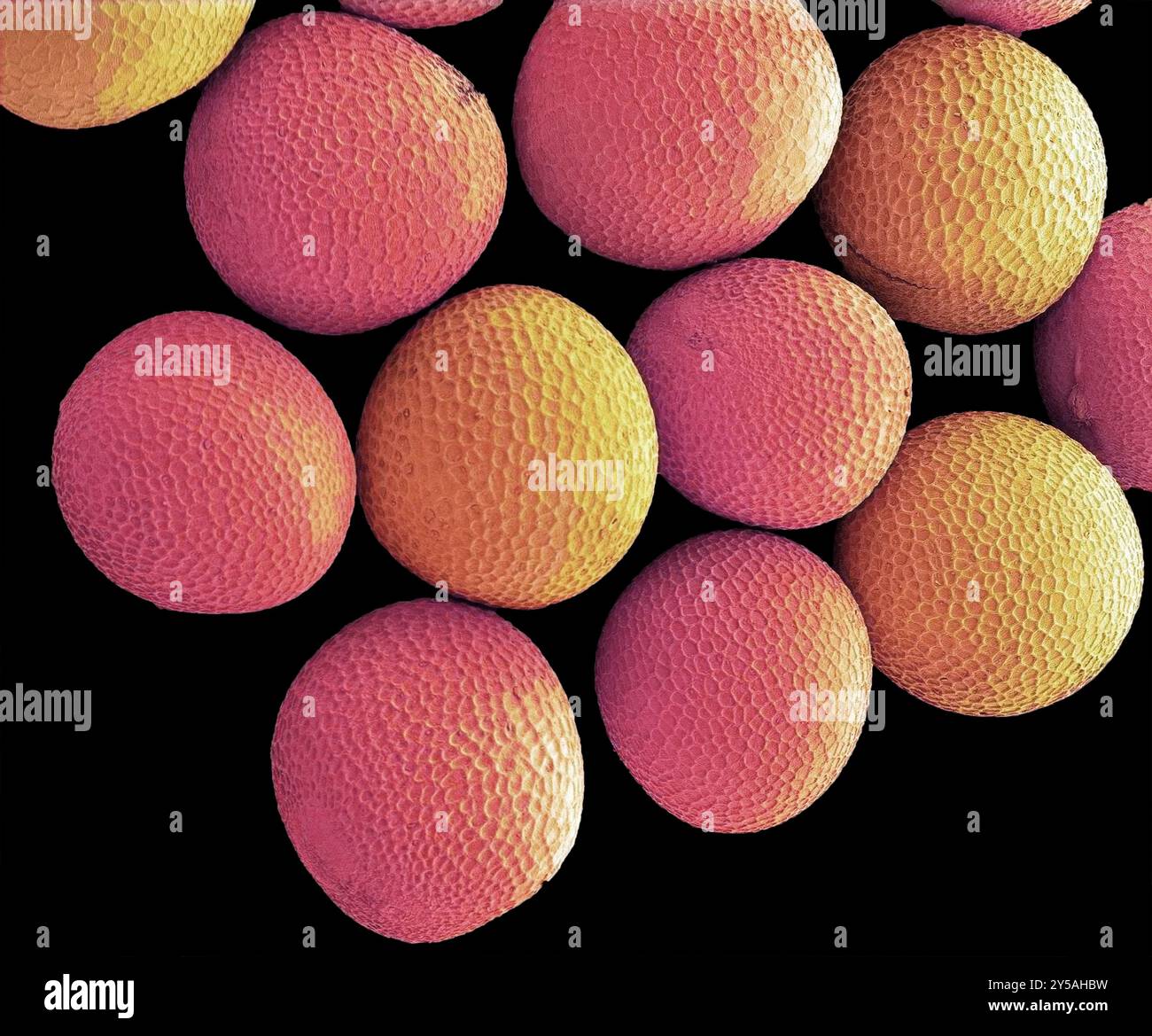Schwarzsenfsamen. Farbige Rasterelektronenmikrographie (REM) eines Schwarzsenfsaates. Dieser Samen stammt von der Schwarzsenfpflanze (Brassica nigra) und wird in zerstoßener Form als kulinarisches Gewürz oder Öl verwendet. Vergrößerung: x60 bei Druck von 10 Zentimetern Breite. Stockfoto