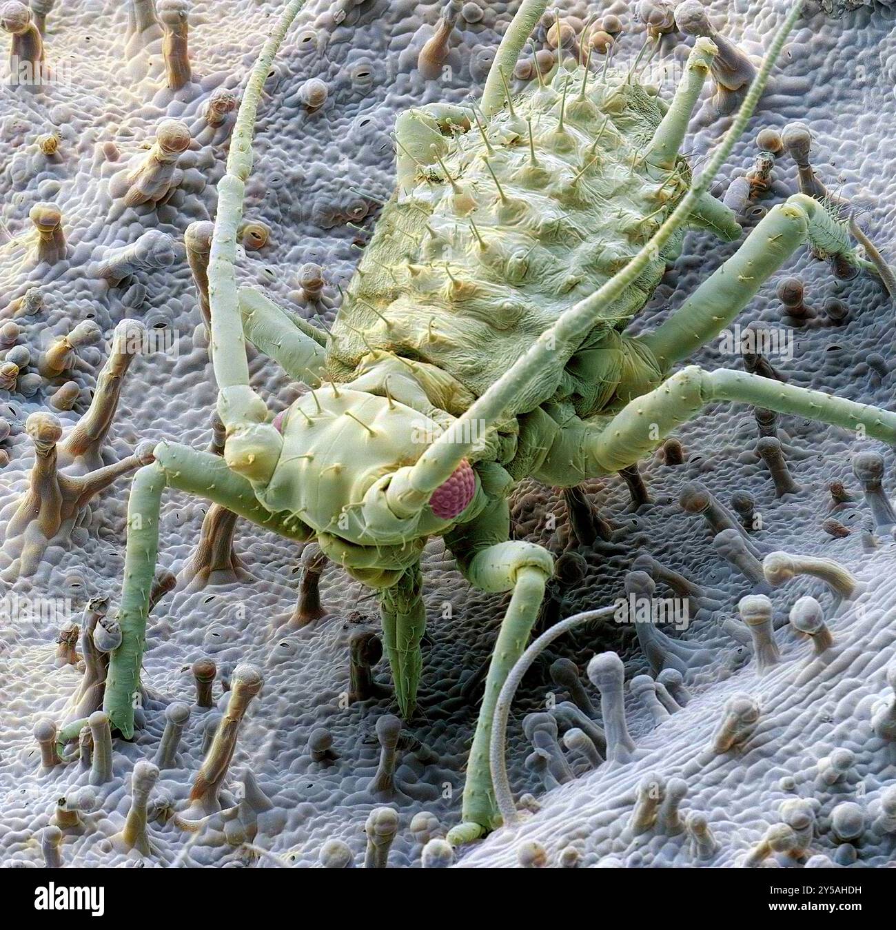 Blattlaus füttern. Farbige Rasterelektronenmikroskopie (REM) einer Blattlaus (Ordnung Hemiptera) oder Grünfliege. Die zusammengesetzten Augen sind auf beiden Seiten des Kopfes zu sehen. Unter seinem Kopf, zwischen den ersten Beinpaaren, befinden sich die röhrenförmigen Mundteile (Mandeln) der Blattlaus, mit denen sie Pflanzenstiele durchbohrt, um den saft aus den inneren Adern zu saugen. Blattläuse vermehren sich rasch und sind ernste Schädlinge von Blumen, Gemüse und einigen Obstpflanzen. Vergrößerung: X 12,5 bei 10 Zentimetern Höhe. Stockfoto