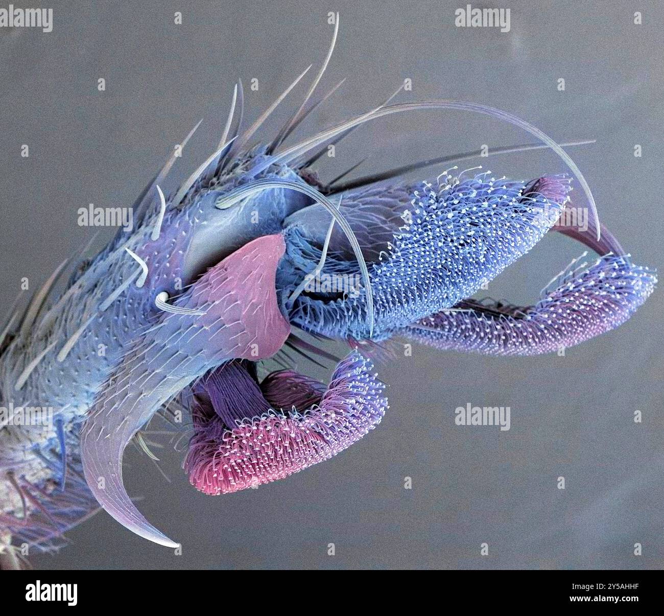 Bluebottle Fly Foot, farbiges Rasterelektronenmikrogramm (REM). Die Fliege verwendet die beiden Klauen an jedem ihrer Füße, um sie auf rauen Oberflächen zu greifen. Auf glatten Oberflächen helfen die Haare auf den Pads (Pulvilli), sie zu greifen, indem sie eine Klebstoffsubstanz absondern. Vergrößerung: x250 bei Druck in einer Breite von 10 Zentimetern. Stockfoto