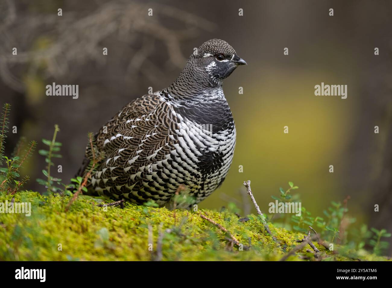 Männliche Fichtenhühner auf moosigem Waldboden, Denali National Park, Alaska Stockfoto