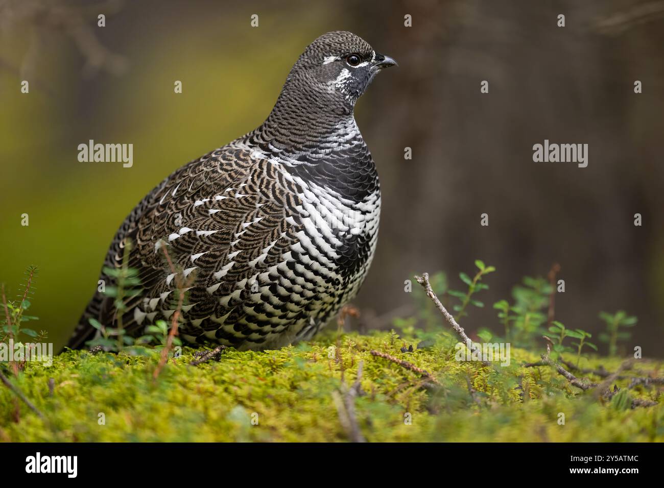 Männliche Fichtenhühner auf moosigem Waldboden, Denali National Park, Alaska Stockfoto