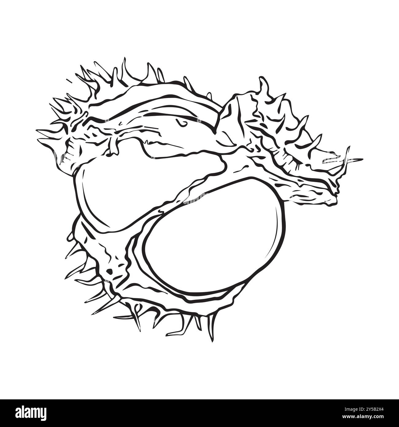 Geöffnete Kastanienfrüchte im linearen Stil. Vektorabbildung. Stock Vektor