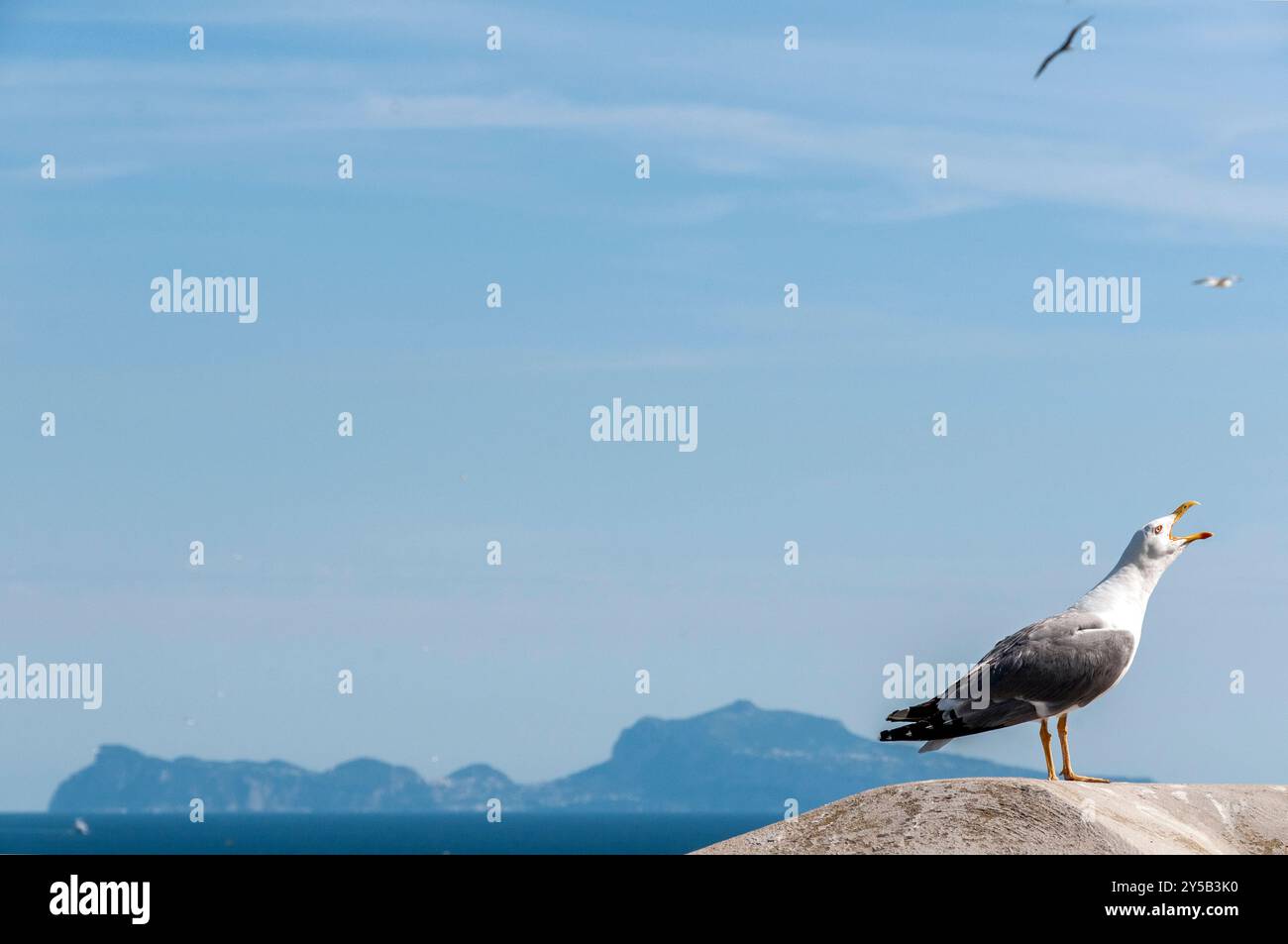 Möwe mit der Insel Capri im Hintergrund vom Aussichtspunkt Monte Echia in Neapel Stockfoto