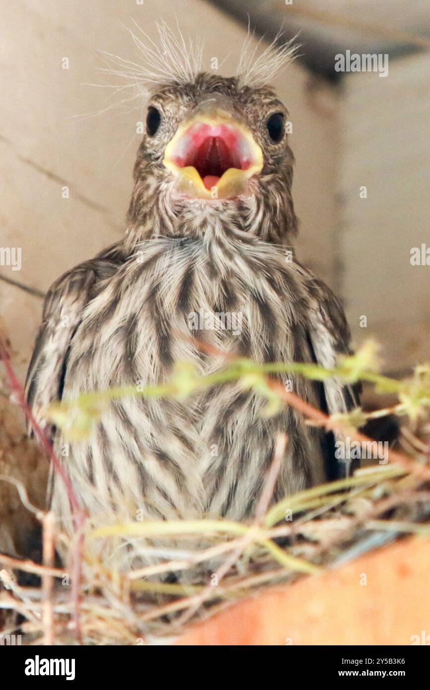 Ein nistender Baby House Finch ist fast bereit, das Nest zu verlassen und seinen ersten Flug zu nehmen. Der Vogel tritt dann in das Jugendstadium ein und die Eltern füttern ihn noch einige Wochen, nachdem er das Nest verlassen hat. Stockfoto