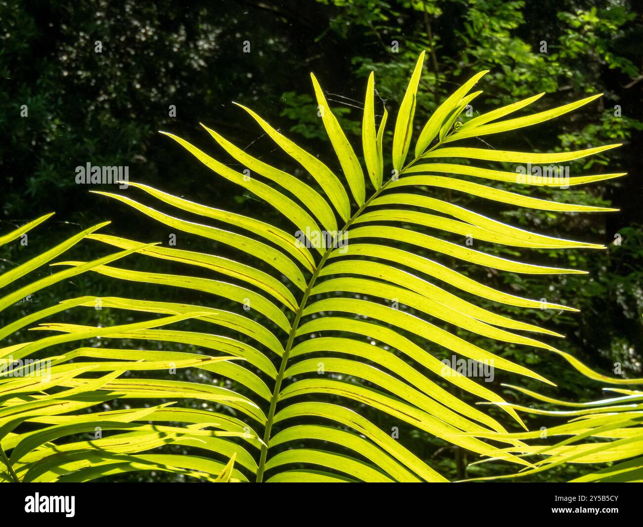 Feder bildet Palmblatt. Hellgrünes tropisches Pflanzenblatt im Hintergrund auf dunklem, verschwommenem Hintergrund. Stockfoto