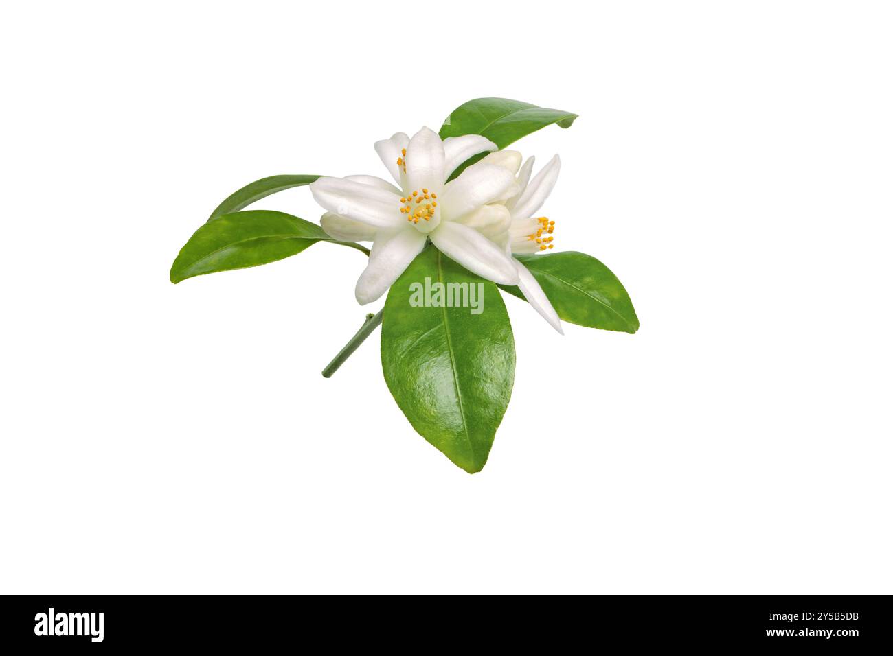 Neroli-Blumenstrauß isoliert auf weiß. Weiße aromatische Orangenblüte. Tropische Blüte. Zarte Blüten, Knospen und grüne Blätter. Stockfoto