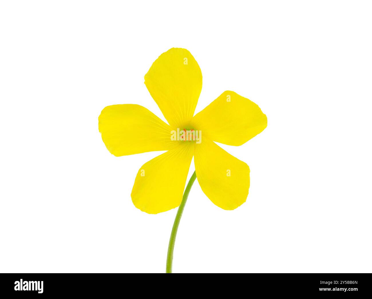 Bermuda-Butterblume isoliert auf weißem Hintergrund, Oxalis pes-caprae Stockfoto