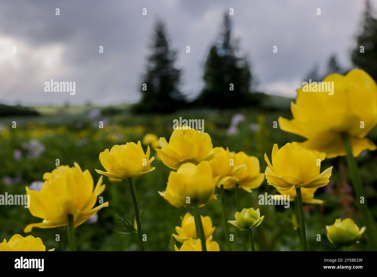 Gelbe Tulpen im Vitosha-Gebirge, Sofia Bulgarien. Stockfoto