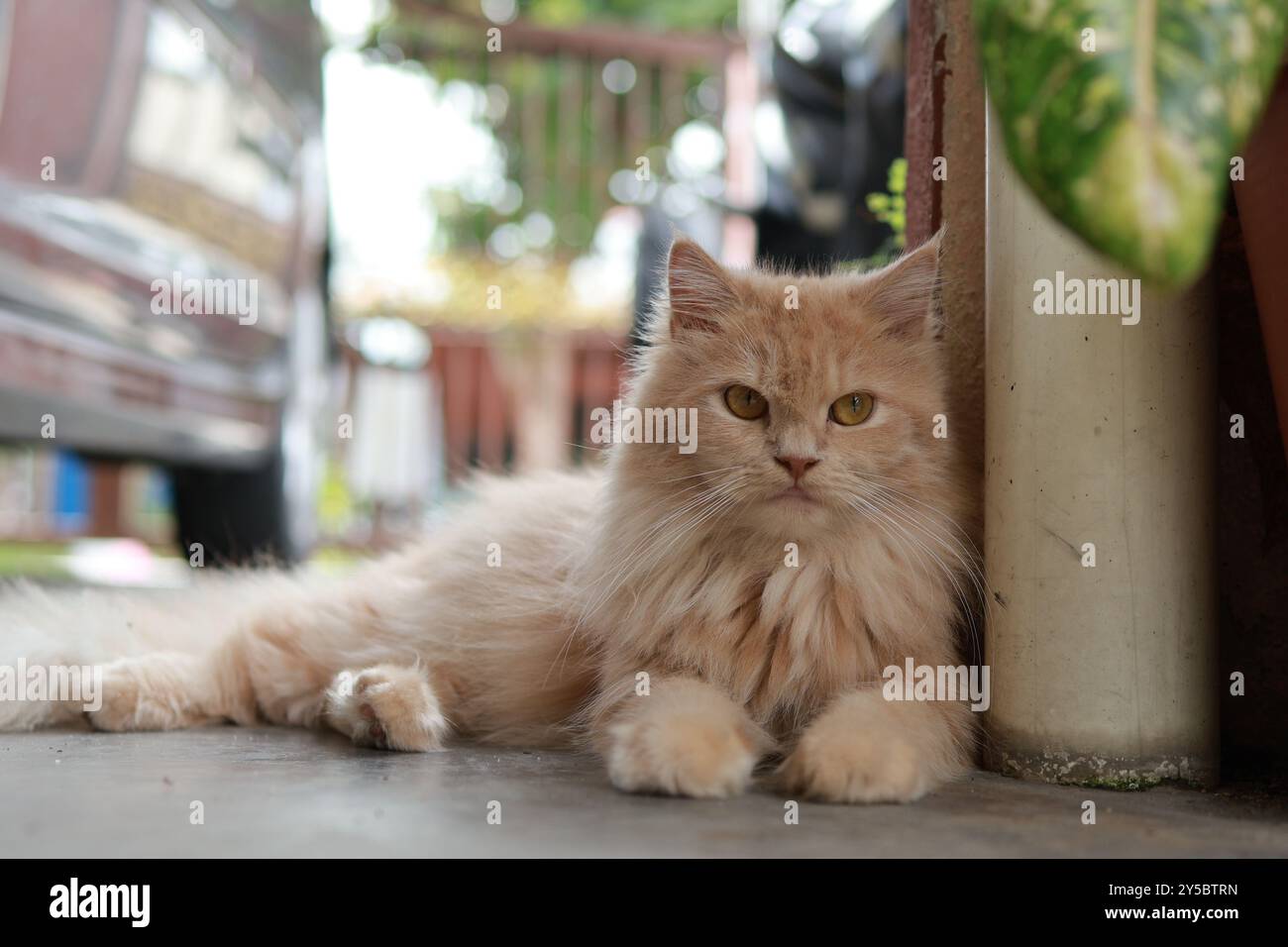 Eine ruhige persische Katze mit einem luxuriösen Creme-Fell entspannt sich auf einer Terrasse und zeigt ihr majestätisches Fell und die durchdringenden gelben Augen. Stockfoto