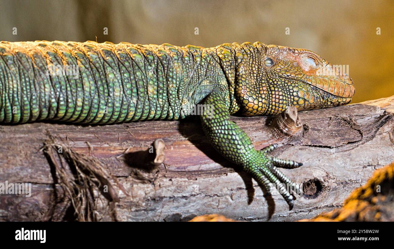 Dracaena guianensis aka Northern Caiman Eidechse schläft im Terrarium. Stockfoto