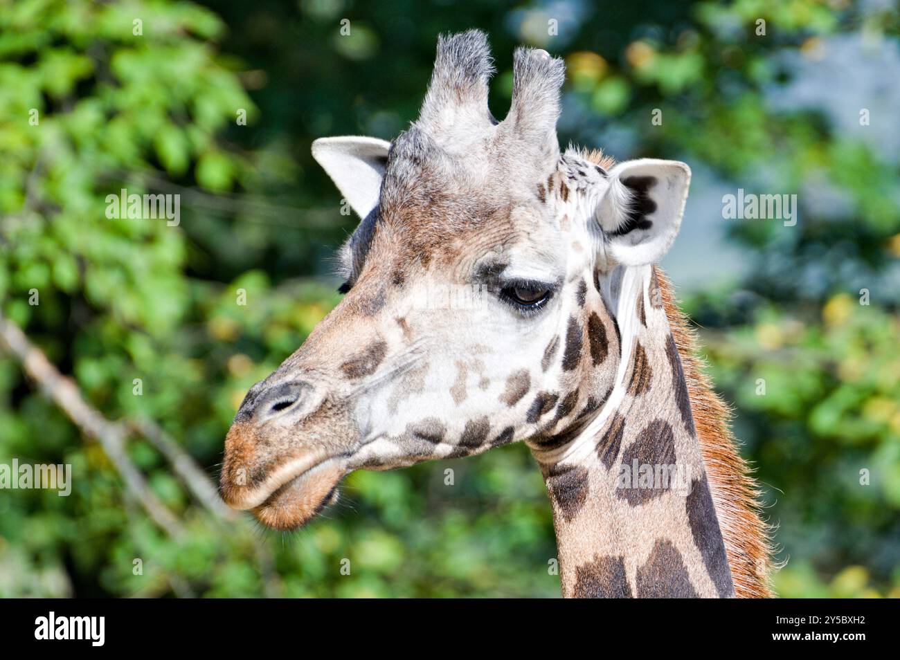 Giraffa camelopardalis rothschildi alias Rothschild's Giraffe. Lustiges Nahkopf-Porträt. Stockfoto