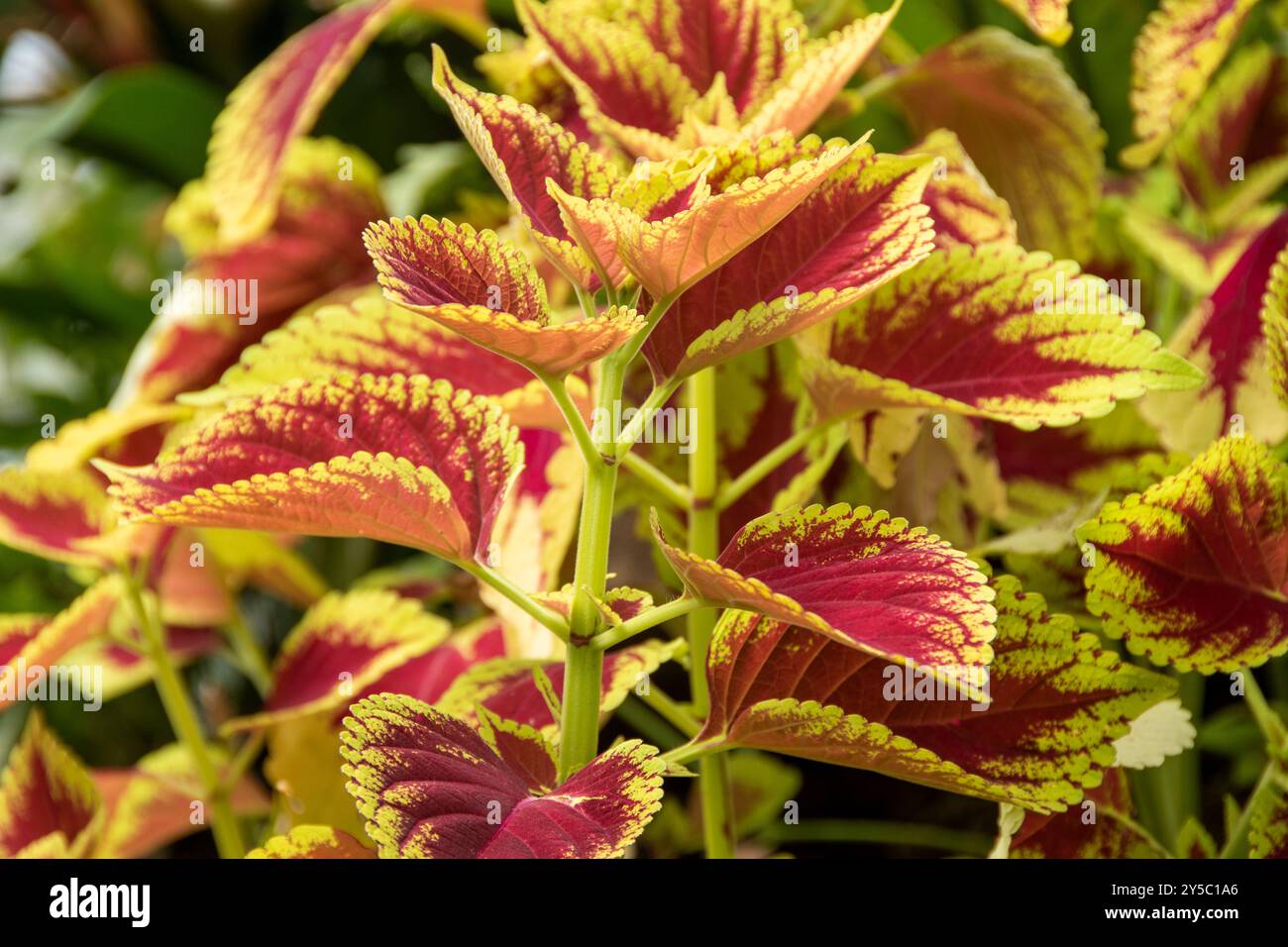 Die roten und gelben Blätter einer Coleus- oder bemalten Brennnessel-Pflanze Stockfoto