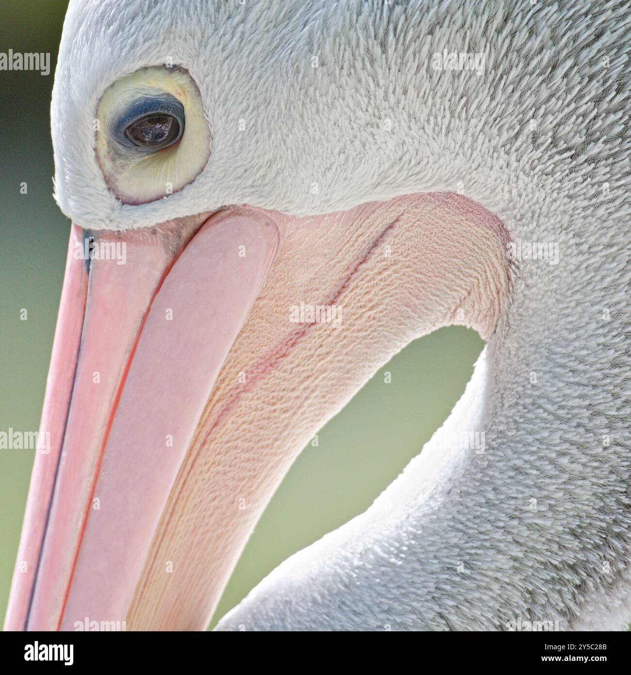 Pelecanus conspicillatus alias Australian Pelican. Nahaufnahme Porträt. Augendetail. Großer Vogel im Zoo Lesna Zlin in Tschechien. Stockfoto