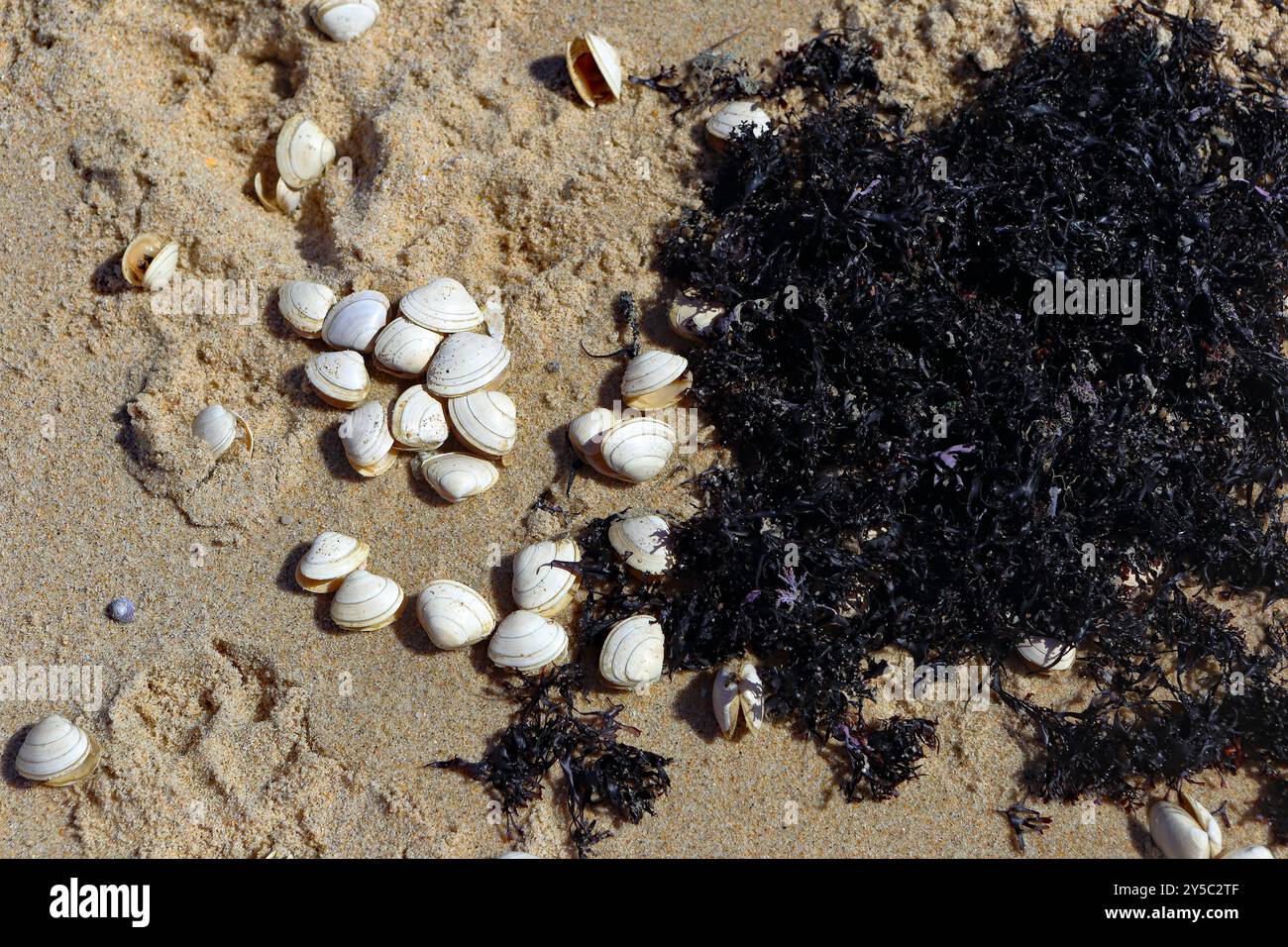 Espinho, Portugal - 26. März 2023: Eine Nahaufnahme der Muscheln, die über die Sandküste in Portugal verstreut sind, mit einem Fleck dunkler Algen Stockfoto