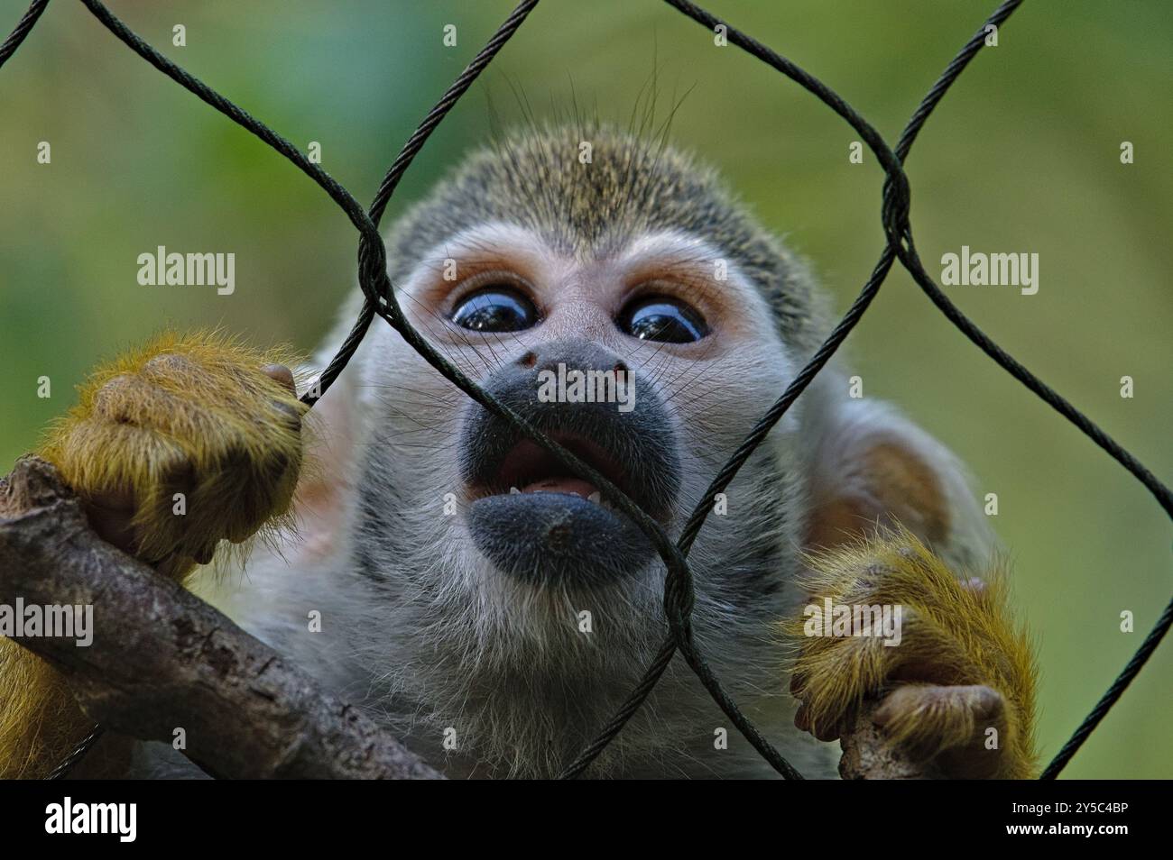 Saimiri sciureus auch bekannt als gewöhnlicher Eichhörnchenaffe. Nahaufnahme des Kopfporträts. Trauriger Blick hinter den Zaun. Das Leben in Gefangenschaft. Stockfoto