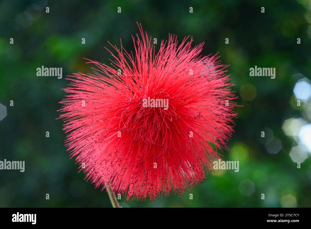 Puderpuff-Baum Blume ( Calliandra haematocephala ) Serenada Eco Resort - Uganda Stockfoto