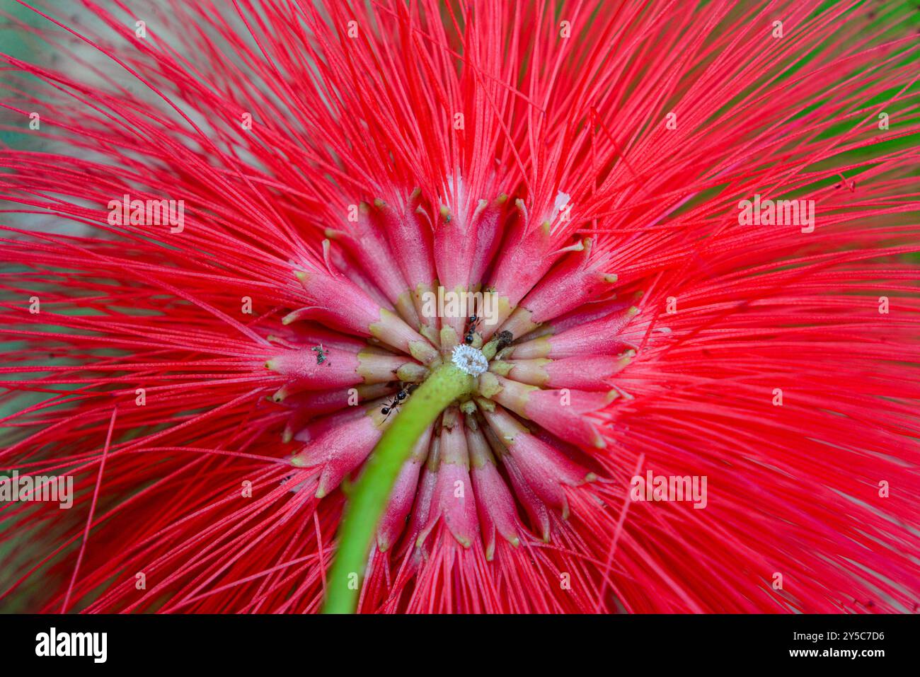 Puderpuff-Baum Blume ( Calliandra haematocephala ) Serenada Eco Resort - Uganda Stockfoto