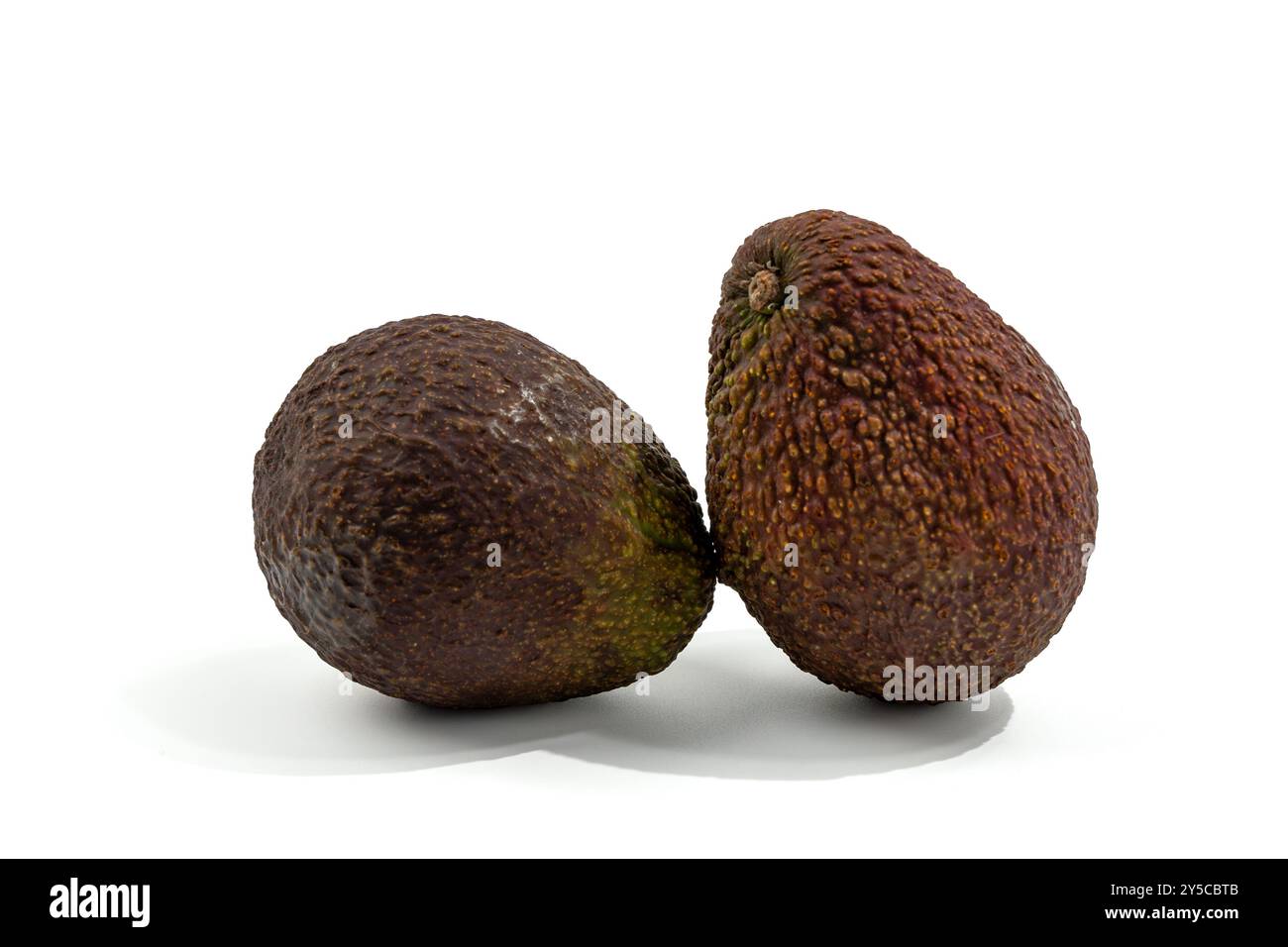 Zwei Avocados sitzen auf weißem Hintergrund. Sie sind reif und bereit zu essen. Die Avocados stehen nebeneinander, mit einem leicht großen Stockfoto